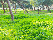 هذه النبتة الشعبية تراها بين البيوت والاحراش تظهر في موسم الشتاء "الخبيزة" 